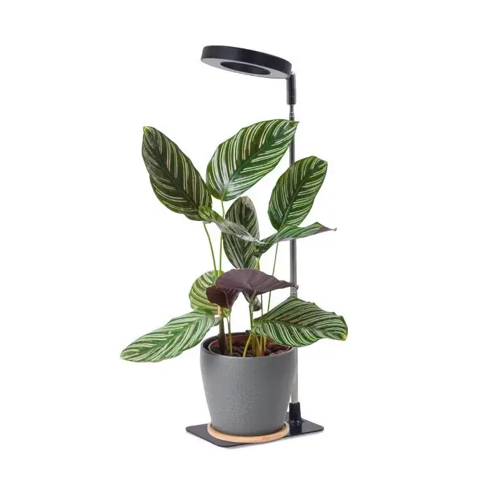 LED növénynevelő lámpa LED VERDI V2 5W 1300K Kobi Design fekete KOBI-004321 KOBI Gyors szállítás